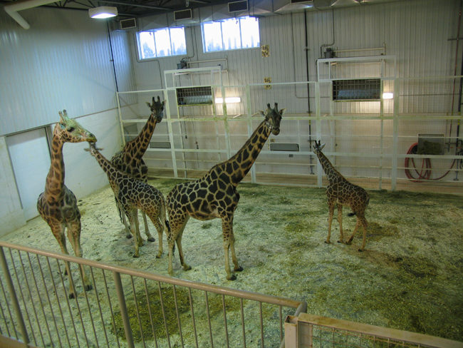 Janvier 2010 – Visite des girafes dans leurs quartiers d’hiver.