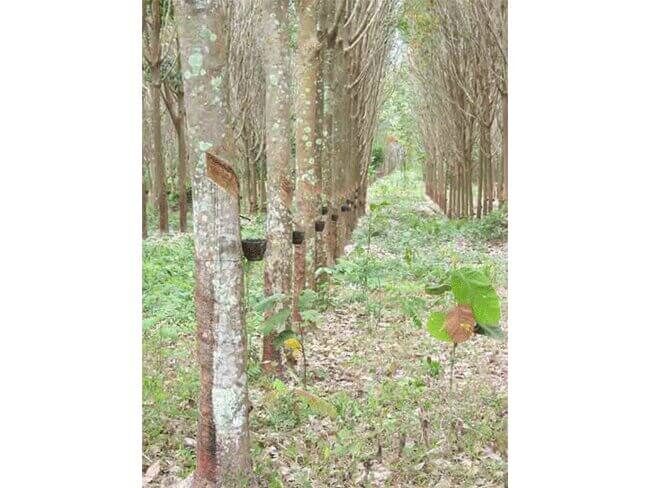 Hevea braseliensis : l'arbre à caoutchouc évoque l’histoire industrielle de la communauté de Granby