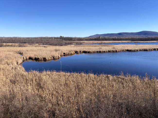 A wetland landscape with golden-brown marsh grasses surrounding calm blue water channels under a clear blue sky, with hills visible in the distance. Un paysage de marais avec des herbes longues d’un brun doré, entourant des chenaux d'eau calme sous un ciel bleu clair. Des collines sont visibles au loin.