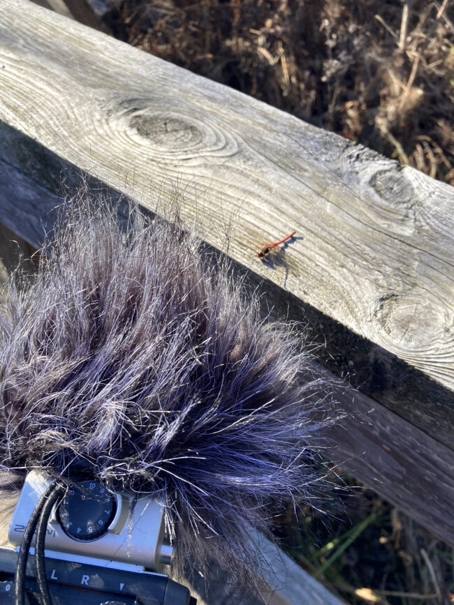 Close-up of weathered wooden planks with visible grain patterns and knots, with some dried vegetation visible below. A voice recorder with a fluffy wind covering records the wings of a dragonfly and ambient sounds. Gros plan sur des planches de bois aux veinures et aux nœuds visibles. Un enregistreur, recouvert d'une housse anti-vent, capte les sons ambiants dont ceux des ailes d'une libellule.