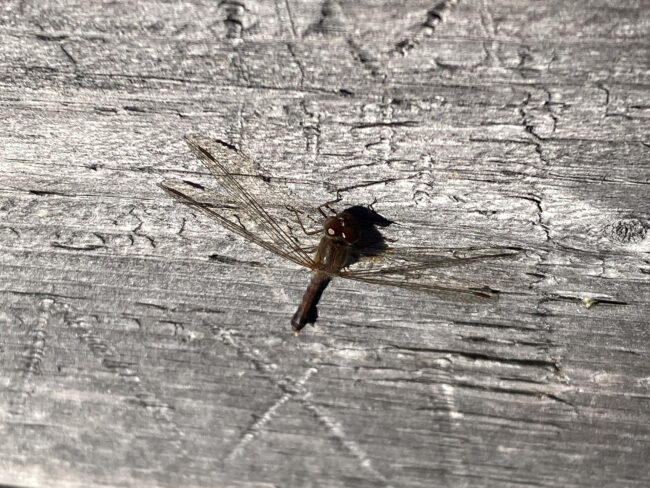 A small dragonfly with translucent wings and a dark body resting on weathered wooden planks with visible cracks and grain patterns. Une libellule aux ailes translucides et au corps sombre repose sur des planches de bois patinées, montrant des fissures et des motifs de grain.